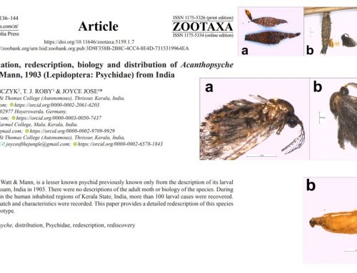 Neotype designation, redescription, biology and distribution of Acanthopsyche alstoni Watt & Mann, 1903 (Lepidoptera: Psychidae) from India