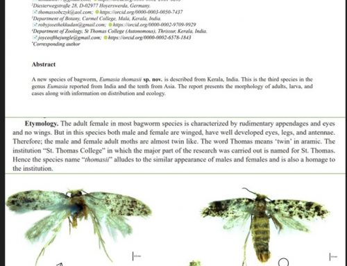 Eumasia thomasii sp. nov. a new species of the subfamily Eumasiinae (Lepidoptera: Psychidae) from India
