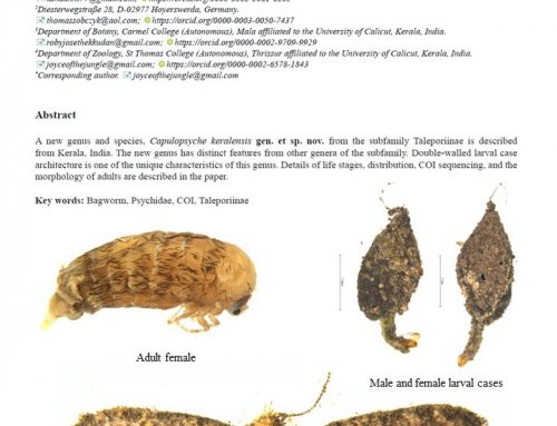 New GENUS and SPECIES of bagworm moth ” Capulopsyche keralensis”. (Coffee moth of Kerala). Special congratulations to USHA A U, Research Scholar