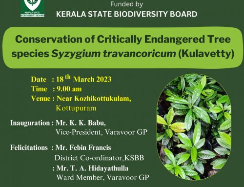 Conservation of Critically Endangered Tree species Syzygium travancoricum (Kulavetty)