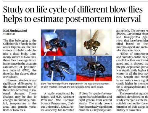 Study on lifecycle of blow flies helps to estimate time since death