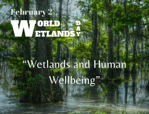 world wetland day