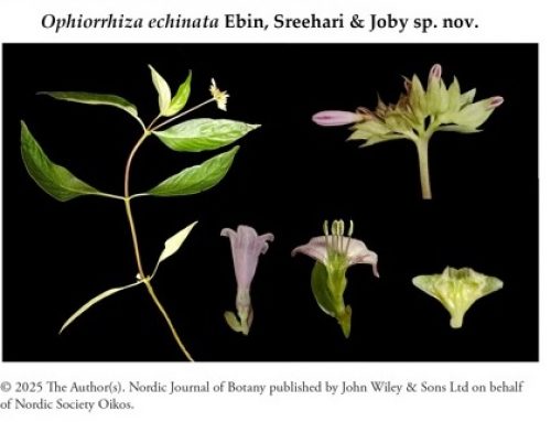 Ophiorrhiza echinata, a new species of Rubiaceae from the southern Western Ghats, India