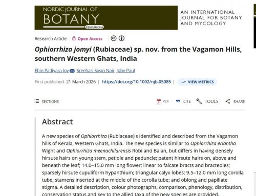 Ophiorrhiza jomyi, a member of the coffee family (Rubiaceae). It was discovered in the Vagamon Hills of the southern Western Ghats in Kerala, India.