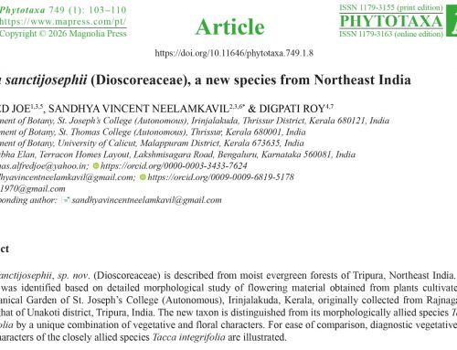 Tacca sanctijosephii, a newly identified plant species in the yam family (Dioscoreaceae) from Northeast India